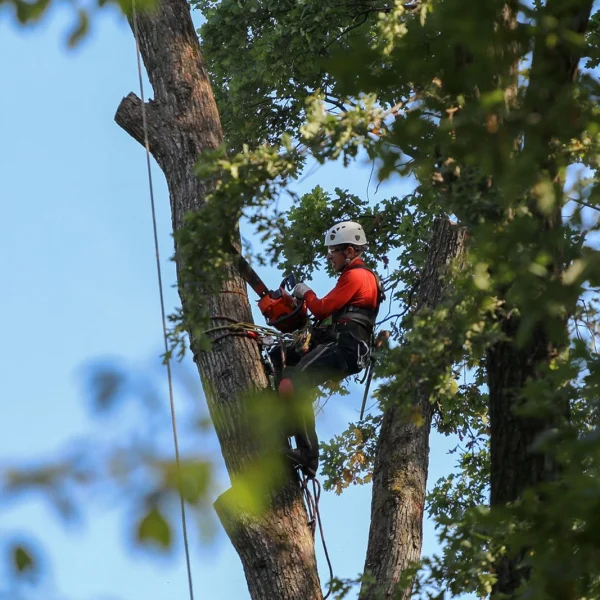 Tree-Removal