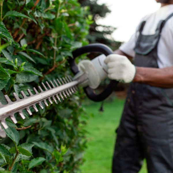 when-trim-prune-different-types-of-trees-ontario